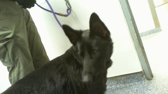 Shelter Stray Female Dog last seen CHARLOTTE, 8315 Byrum Dr, Charlotte, NC 28217, USA