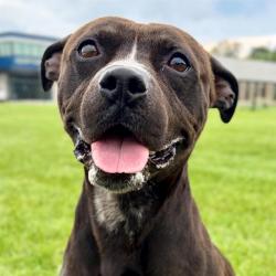 Shelter Stray Male Dog last seen Near, 2600 S Harding St, Indianapolis, IN 46221, USA