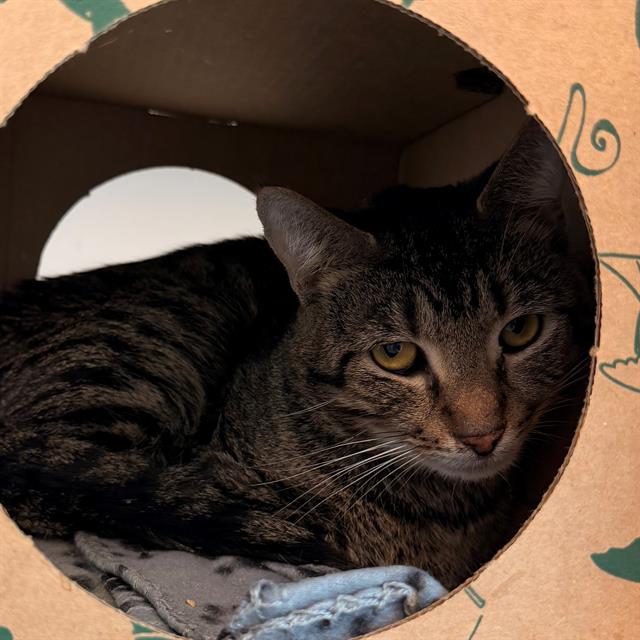 Shelter Stray Male Cat last seen Near, 2600 S Harding St, Indianapolis, IN 46221, USA