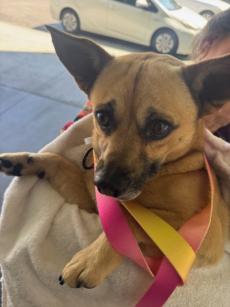 Shelter Stray Male Dog last seen , 1850 W 60th St, Los Angeles, CA 90047, USA