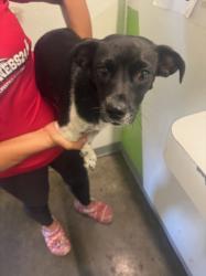 Shelter Stray Female Dog last seen , 1850 W 60th St, Los Angeles, CA 90047, USA