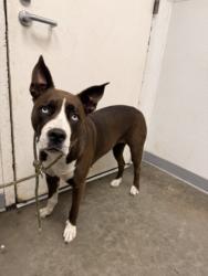 Shelter Stray Female Dog last seen , 1850 W 60th St, Los Angeles, CA 90047, USA