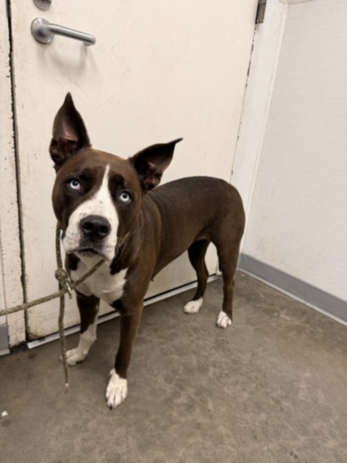 Shelter Stray Female Dog last seen , 1850 W 60th St, Los Angeles, CA 90047, USA