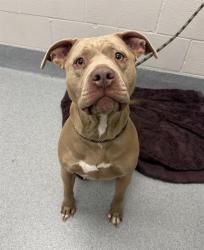 Shelter Stray Female Dog last seen Near, 2600 S Harding St, Indianapolis, IN 46221, USA