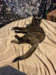 Lost Female Cat last seen Forbes Drive, Latrobe, PA 15650