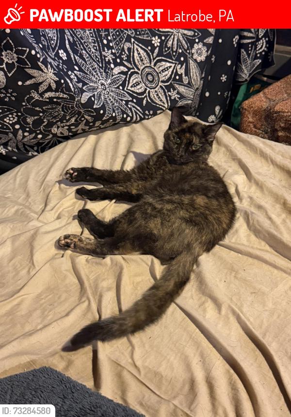 Lost Female Cat last seen Forbes Drive, Latrobe, PA 15650