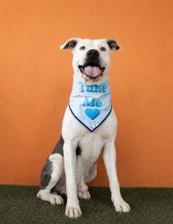 Shelter Stray Male Dog last seen Near BLOCK MACARTHUR CSWY, 3599 NW 79th Ave, Doral, FL 33122, USA