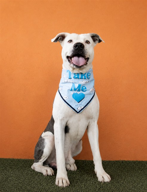Shelter Stray Male Dog last seen Near BLOCK MACARTHUR CSWY, 3599 NW 79th Ave, Doral, FL 33122, USA
