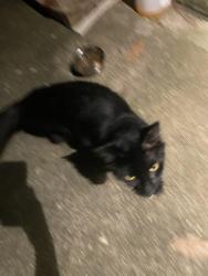 Found/Stray Male Cat last seen Lauren Lane and Sorensen Ridge, Athens, GA 30605