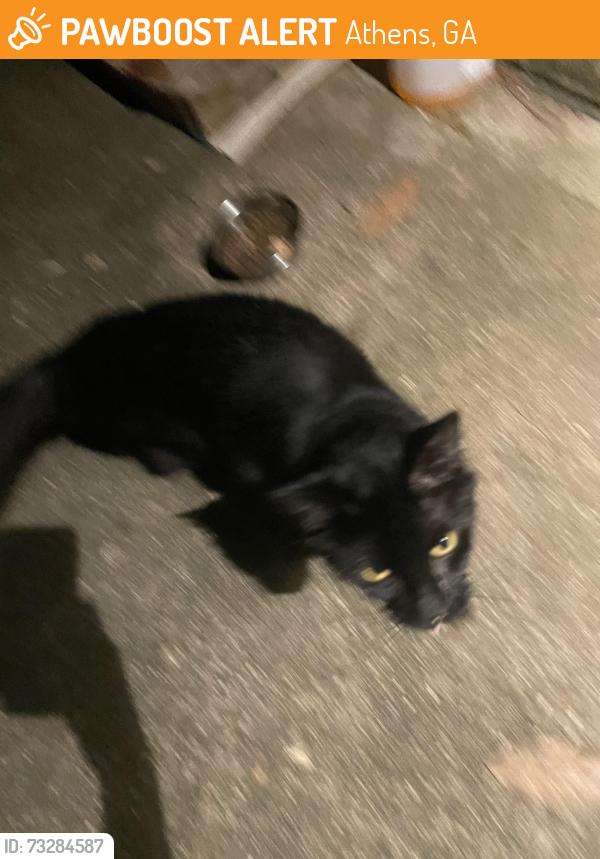 Found/Stray Male Cat last seen Lauren Lane and Sorensen Ridge, Athens, GA 30605