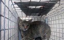 Shelter Stray Female Cat last seen Near BLOCK LONG ISLAND AV, FORT LAUDERDALE FL 33312, 2400 SW 42nd St, Fort Lauderdale, FL 33312, USA