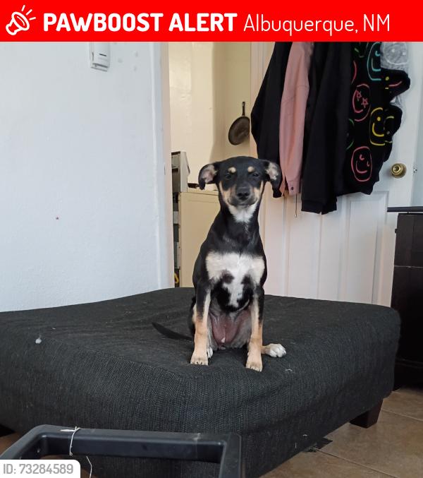 Lost Female Dog last seen Near Star Kachina St NW, Albuquerque, NM 87120, Albuquerque, NM 87120
