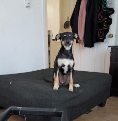 Lost Female Dog last seen Near Star Kachina St NW, Albuquerque, NM 87120, Albuquerque, NM 87120