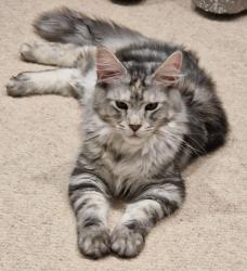 Reunited Female Cat last seen Wickford Runwell rd. ss11 7hg, Essex, England SS11 7HG
