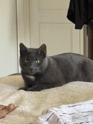 Reunited Male Cat last seen lorenville and credit view road, Brampton, ON L6Z 0E6