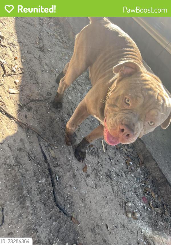 Reunited Male Dog last seen Off the back roads of county road 99, Alvin, TX 77511