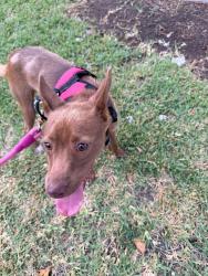 Found/Stray Male Dog last seen Double Diamond carwash, New Braunfels, TX 78130