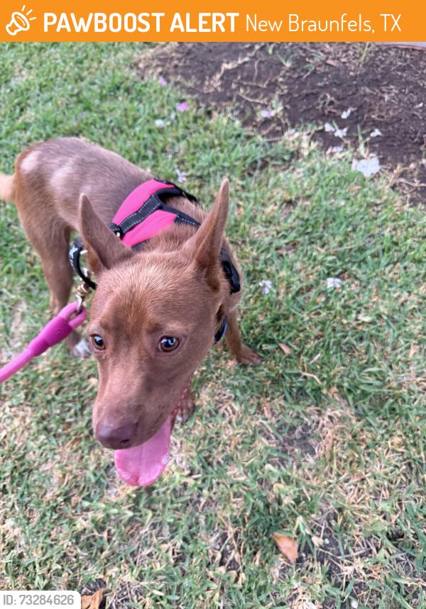 Found/Stray Male Dog last seen Double Diamond carwash, New Braunfels, TX 78130