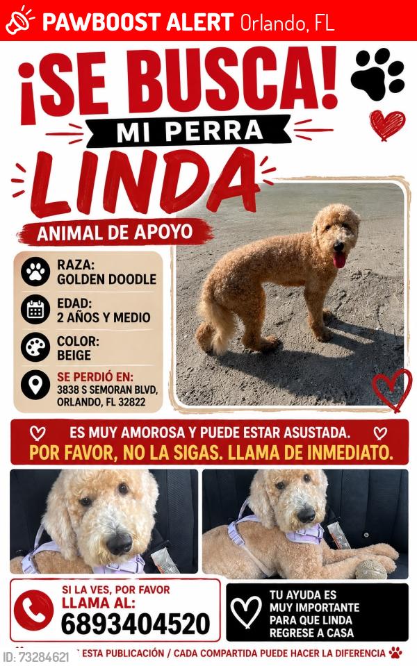 Lost Female Dog last seen Near S Semoran Blvd, Orlando, FL 32822, Orlando, FL 32822