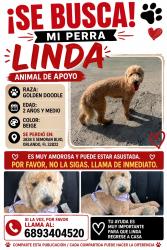 Lost Female Dog last seen Near S Semoran Blvd, Orlando, FL 32822, Orlando, FL 32822
