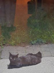 Found/Stray Unknown Cat last seen Shirley Cres & Duncombe Blvd, Toronto, ON M1M 1K9