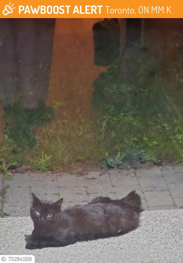 Found/Stray Unknown Cat last seen Shirley Cres & Duncombe Blvd, Toronto, ON M1M 1K9