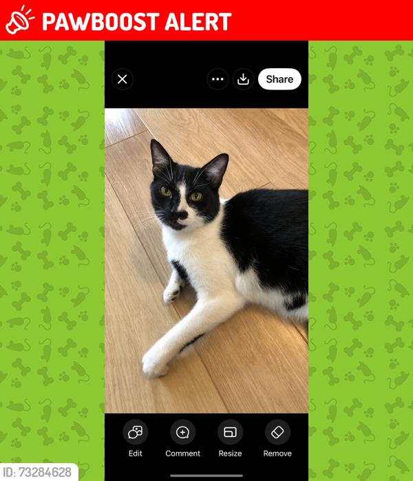 Lost Male Cat last seen Near Main Road, Goostrey, England CW4 8JR