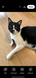 Lost Male Cat last seen Near Main Road, Goostrey, England CW4 8JR