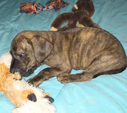 Lost Female Dog last seen Lucas road, Georgetown, OH 45121