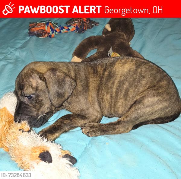 Lost Female Dog last seen Lucas road, Georgetown, OH 45121