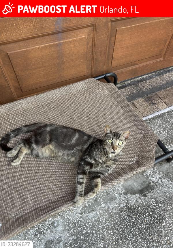 Lost Male Cat last seen econ woods ln, Orlando, FL 32826