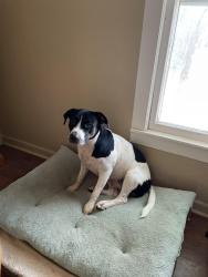 Found/Stray Female Dog last seen Breckenridge event center, Bixby, OK 74008