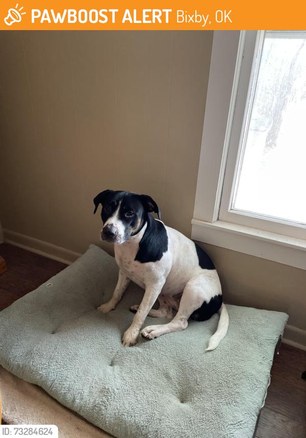 Found/Stray Female Dog last seen Breckenridge event center, Bixby, OK 74008
