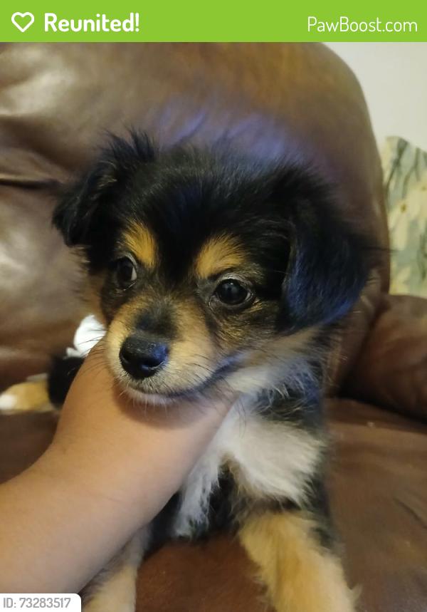Reunited Male Dog last seen 24th st Winston salem NC 27105, Winston-Salem, NC 27105