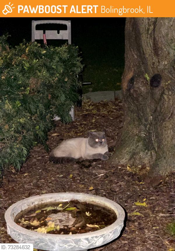 Found/Stray Unknown Cat last seen North Cranberry St. and Clear St., Bolingbrook, IL, Bolingbrook, IL 60490