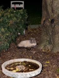 Found/Stray Unknown Cat last seen North Cranberry St. and Clear St., Bolingbrook, IL, Bolingbrook, IL 60490