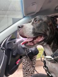 Found/Stray Female Dog last seen Ridgewood, Daytona Beach, FL 32118