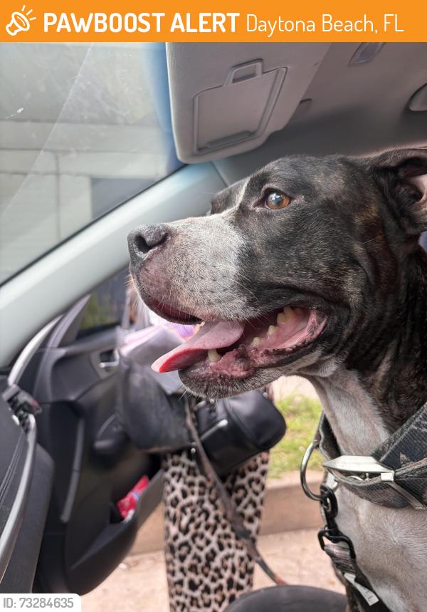 Found/Stray Female Dog last seen Ridgewood, Daytona Beach, FL 32118
