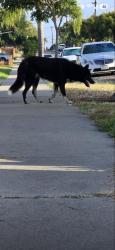 Found/Stray Unknown Dog last seen Monserate, Chula Vista, CA 91911