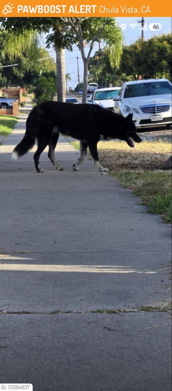 Found/Stray Unknown Dog last seen Monserate, Chula Vista, CA 91911