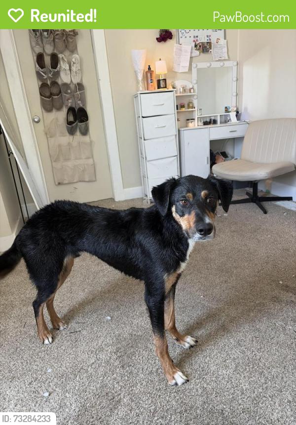 Reunited Male Dog last seen Last at 2510 Reed Ave, Cheyenne, WY 82001