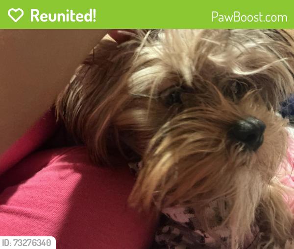 Reunited Male Dog last seen Maruf neighborhood center, Milwaukee, WI 53209
