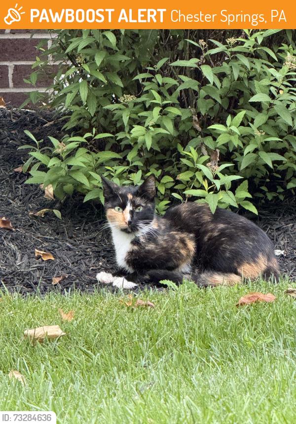 Found/Stray Unknown Cat last seen Windsor Ridge, Chester Springs, PA 19425