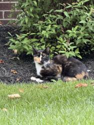 Found/Stray Unknown Cat last seen Windsor Ridge, Chester Springs, PA 19425