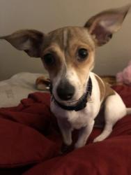 Reunited Female Dog last seen Sooner Rd. Northern Hills Rd, Norman, OK 73071