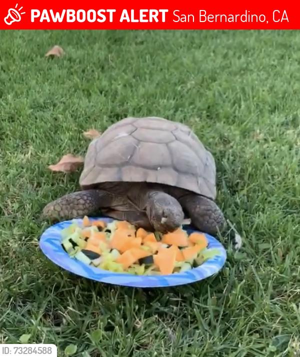 Lost Male Reptile last seen Little Mountain Drive / Blair Park, San Bernardino, CA 92405