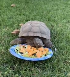 Lost Male Reptile last seen Little Mountain Drive / Blair Park, San Bernardino, CA 92405