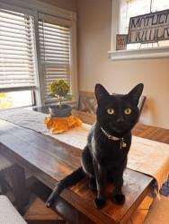 Lost Male Cat last seen 51st and Oak Park, Chicago, IL 60638