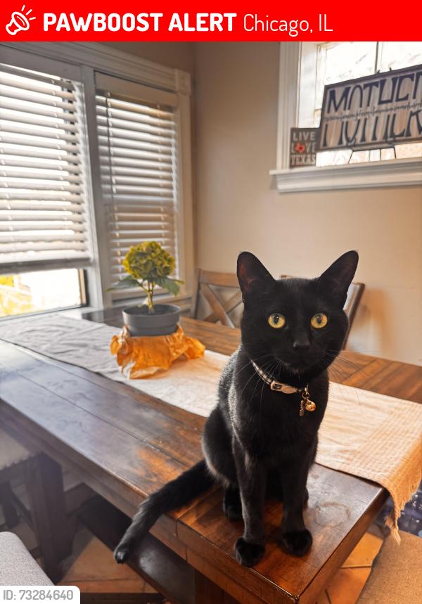 Lost Male Cat last seen 51st and Oak Park, Chicago, IL 60638