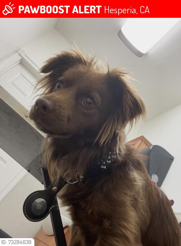 Lost Male Dog last seen Willow St and Cottonwood, Hesperia, CA 92345